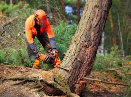Best Tree Health Inspection  in Bunker Hill, OR