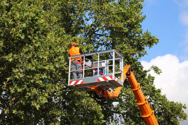 Best Tree and Shrub Care  in Bunker Hill, OR