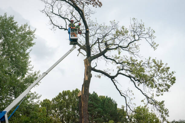 Best Hazardous Tree Removal  in Bunker Hill, OR